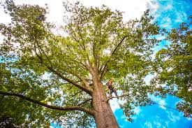 Best Tree Planting  in Kennesaw, GA