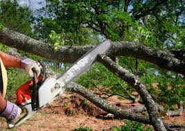 Best Tree Cabling and Bracing  in Kennesaw, GA