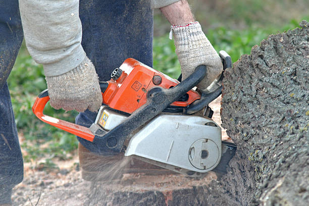 Best Storm Damage Tree Cleanup  in Kennesaw, GA