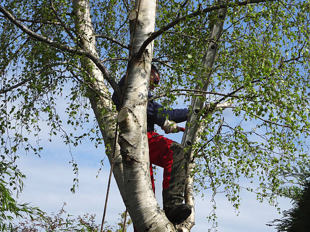 Best Commercial Tree Services  in Kennesaw, GA