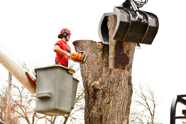 How Our Tree Care Process Works  in  Kennesaw, GA